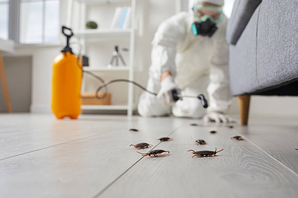 Commercial Kitchen Cockroach Control in Manila
